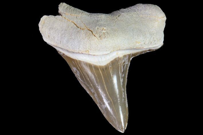Cretaceous Cretoxyrhina Shark Tooth - Kansas #71744